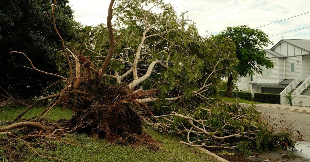 Cover Image for Tree Falls on Your Car: Which Insurance Policy Pays?